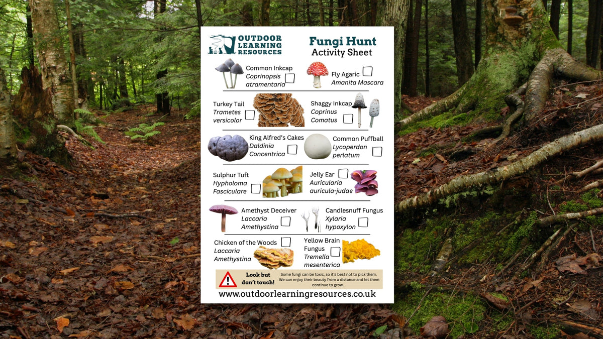 Activity Sheet Download - Fungi Hunt