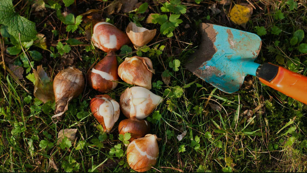 A Guide to Planting Spring Flowering Bulbs with Children