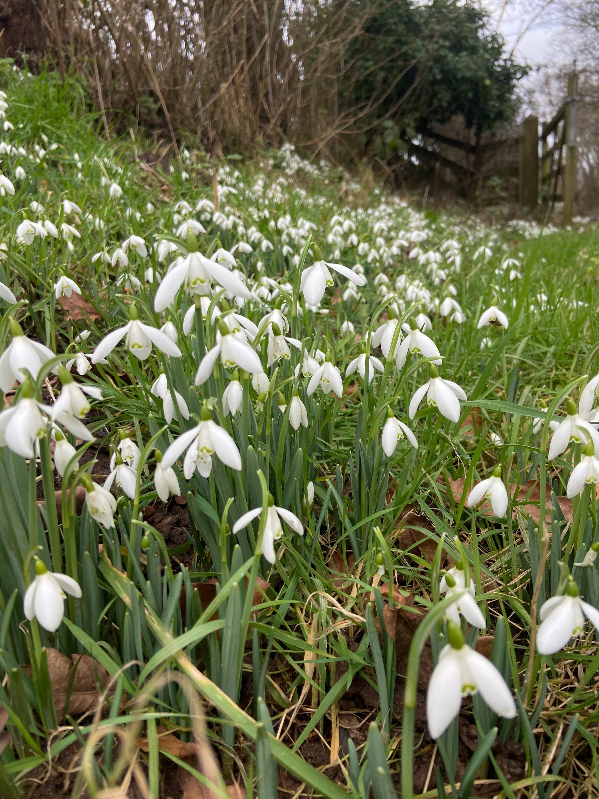 Activity Sheet Download - Spring Flower Hunt