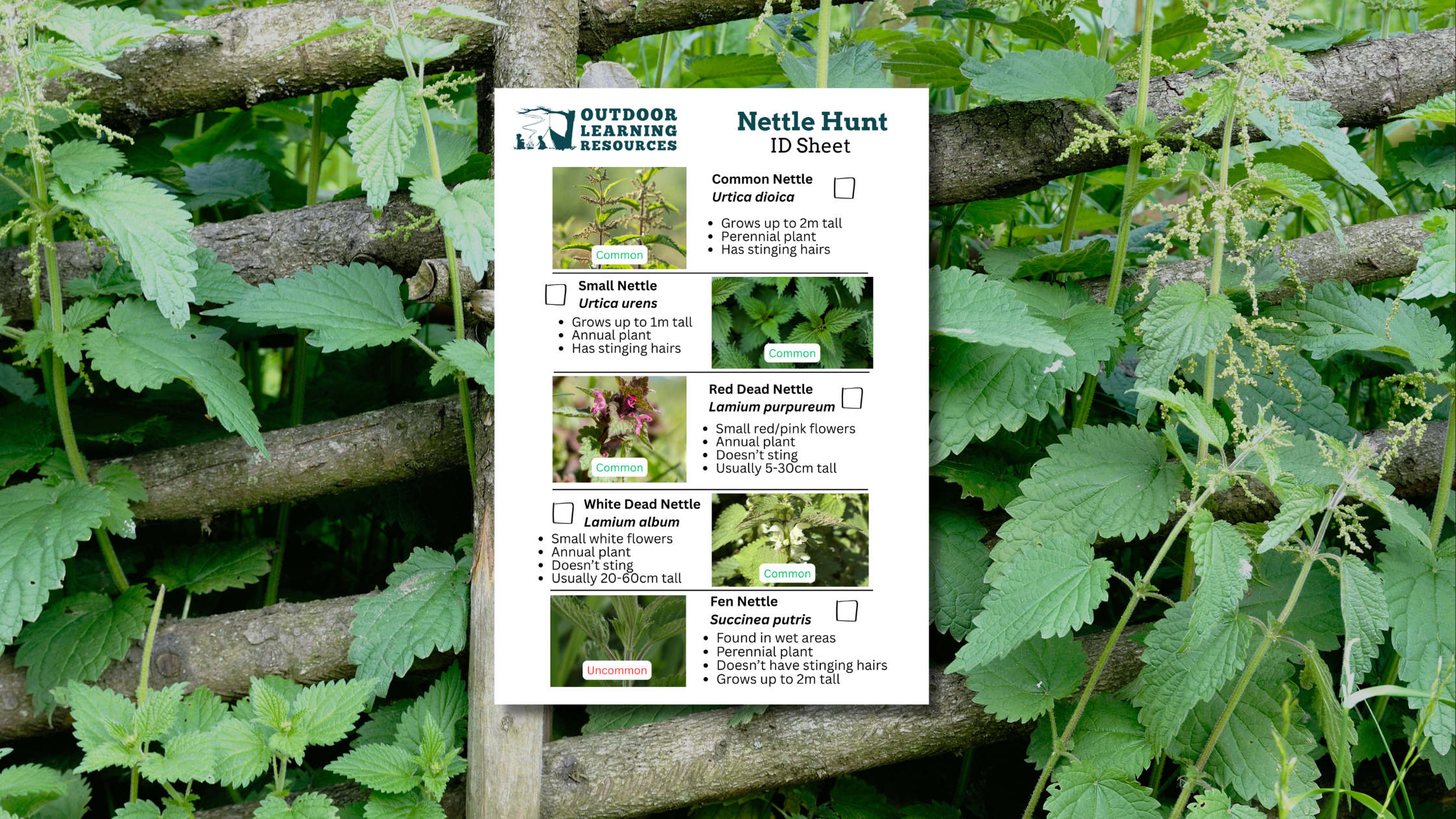 Nettle Hunt - ID Sheet Download
