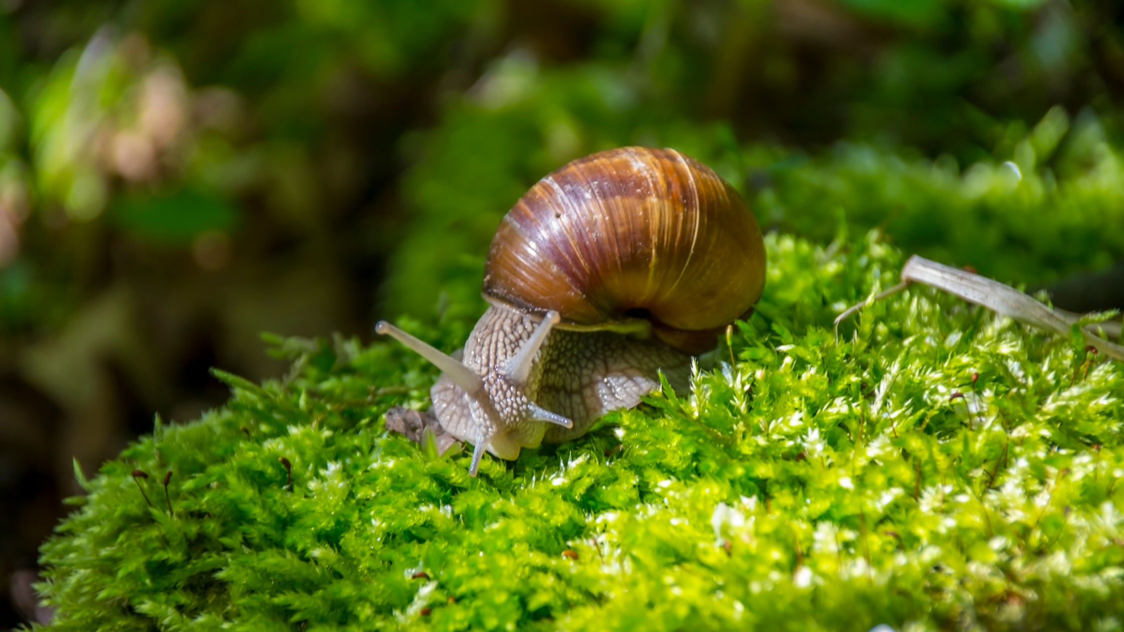 Activity Idea - Snail Hunt