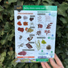 Rocky Shore ID Guide