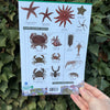 Rocky Shore ID Guide