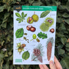 Autumn Fruits and Seeds ID Guide