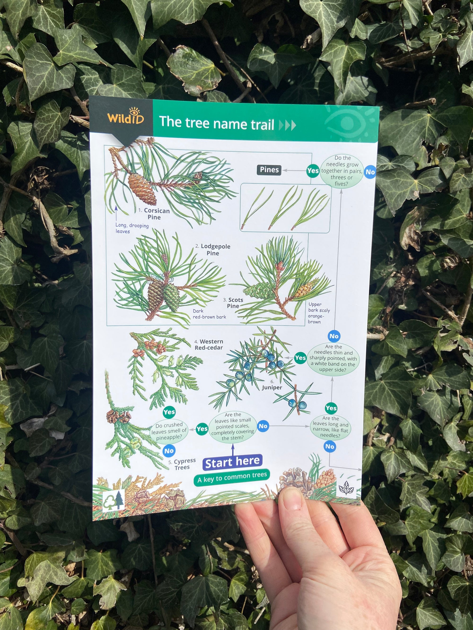 A Key to Common Trees ID Guide