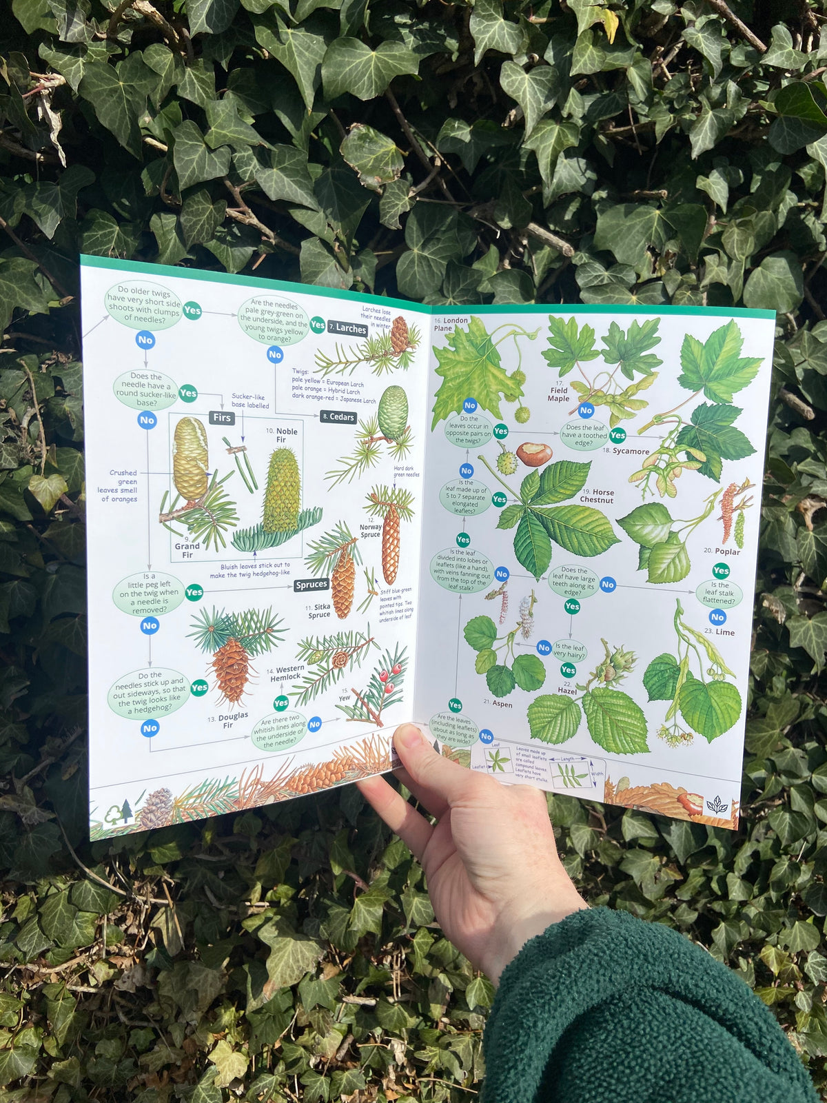 A Key to Common Trees ID Guide – Outdoor Learning Resources