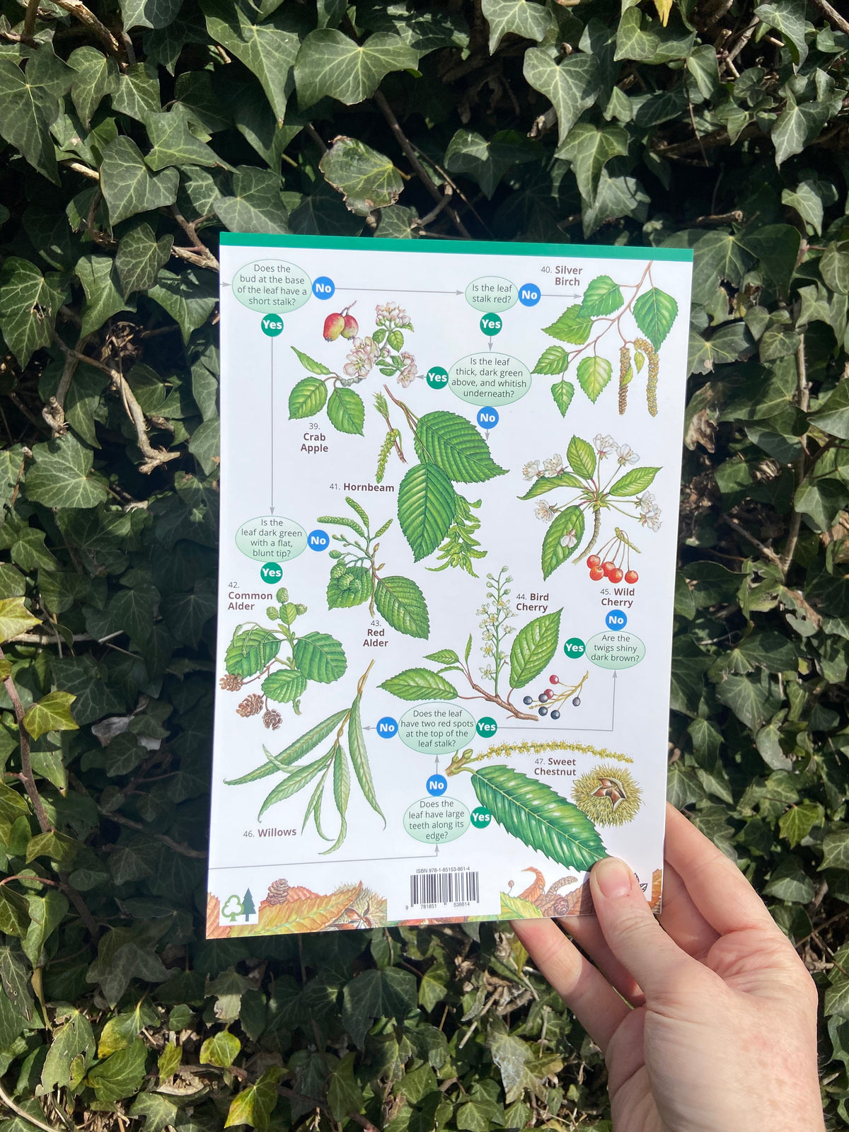 Tree Id Quicksheet A Key to Common Trees ID Guide – Outdoor Learning Resources