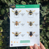 Bees of Britain ID Guide