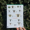 Bees of Britain ID Guide