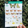 Butterflies ID Guide