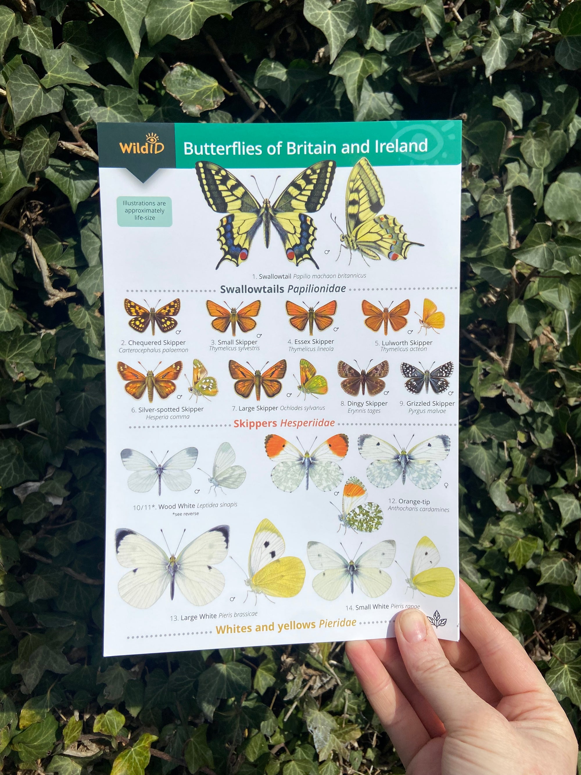 Butterflies ID Guide