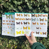 Butterflies ID Guide