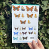 Butterflies ID Guide