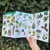 Autumn Fruits and Seeds ID Guide