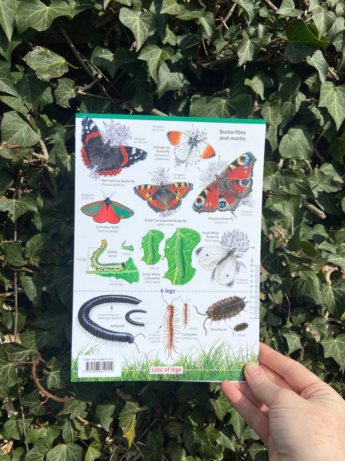 Cardning Insect Garden Bugs and Beasties ID Guide – Outdoor Learning Resources