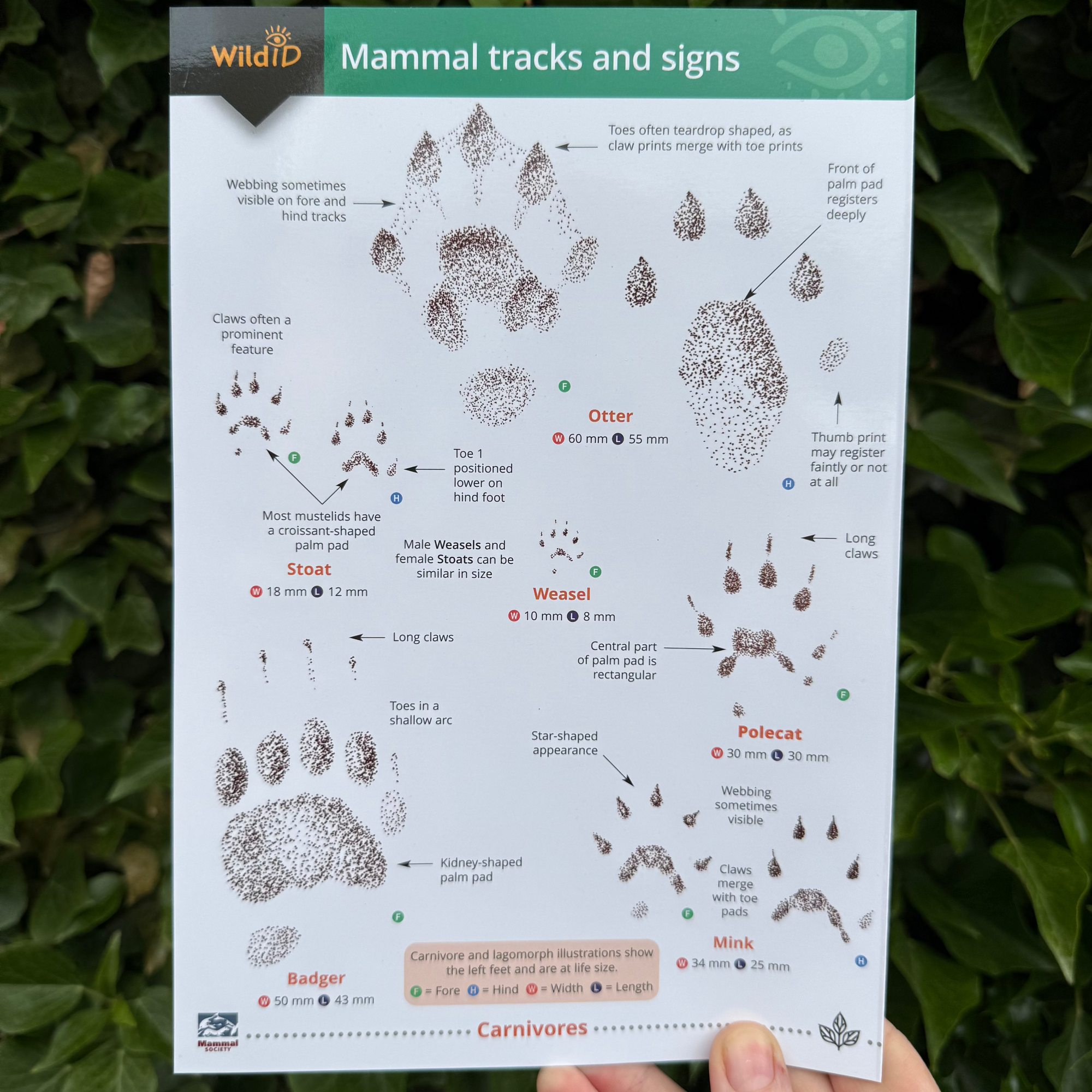 Mammal Tracks and Signs ID Guide