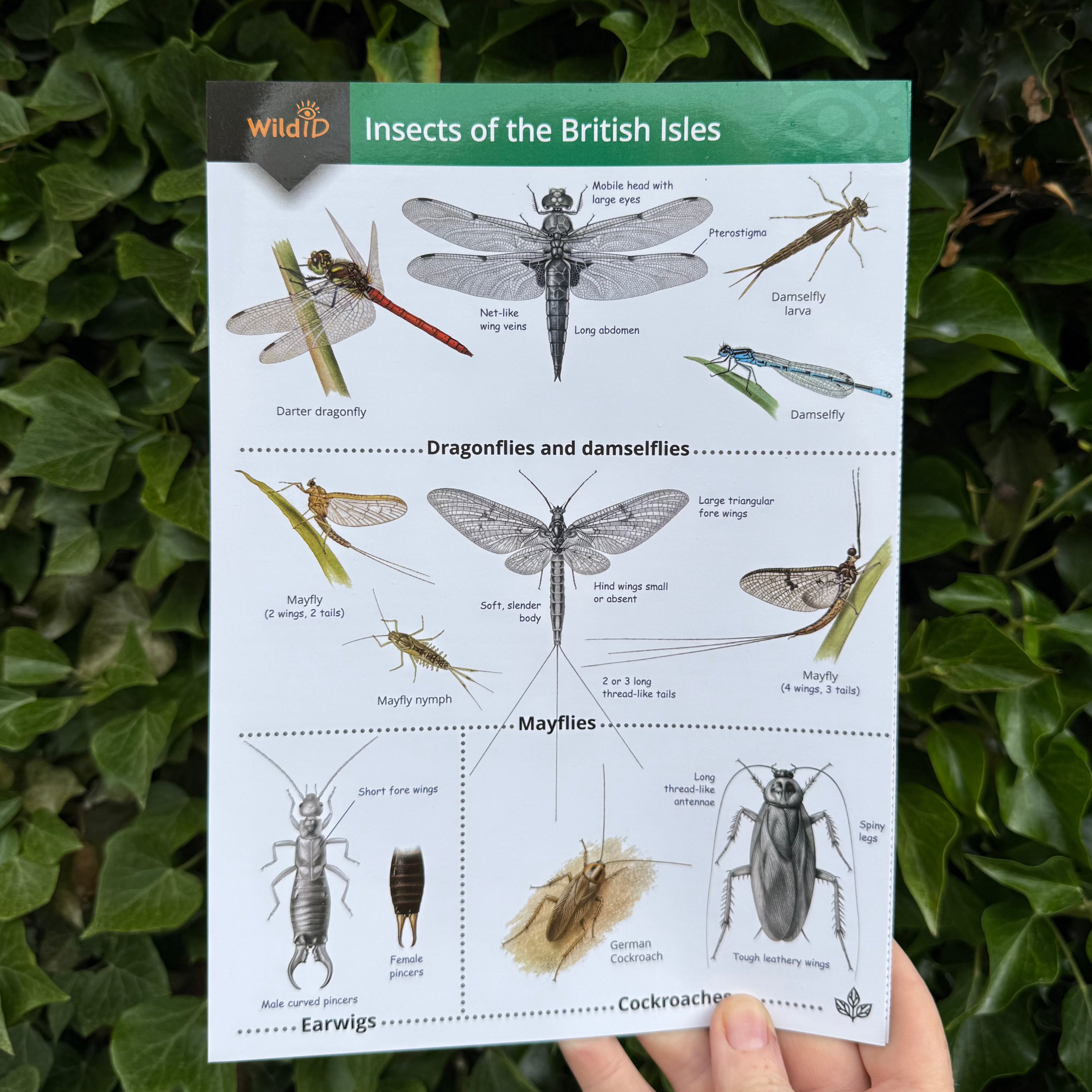 Insects of the British Isles ID Guide – Outdoor Learning Resources
