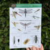 Insects of the British Isles ID Guide