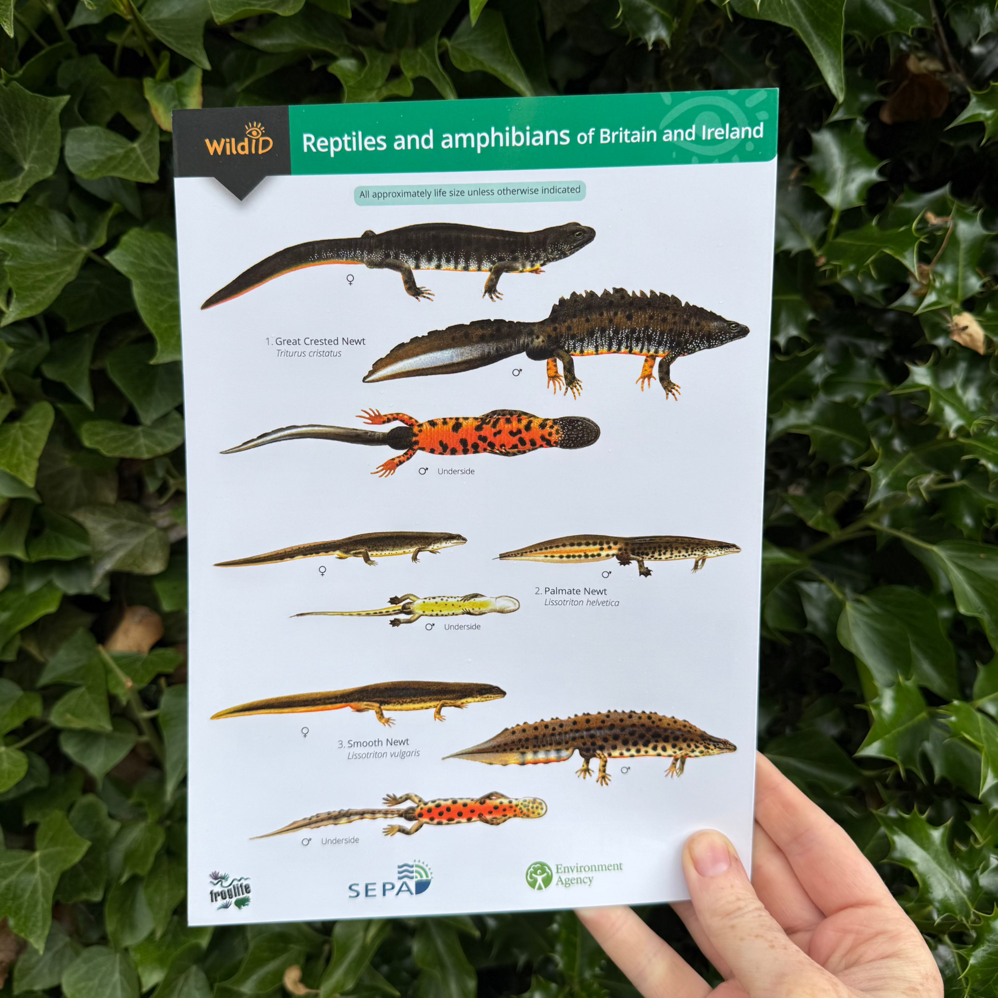 Reptiles and Amphibians ID Guide – Outdoor Learning Resources