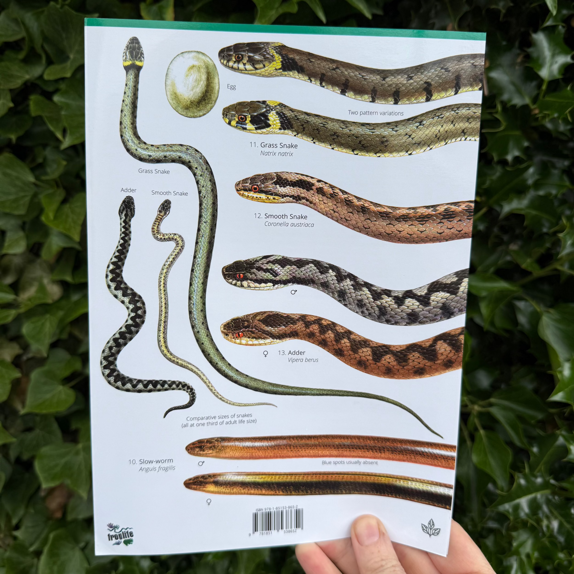 Reptiles and Amphibians ID Guide – Outdoor Learning Resources