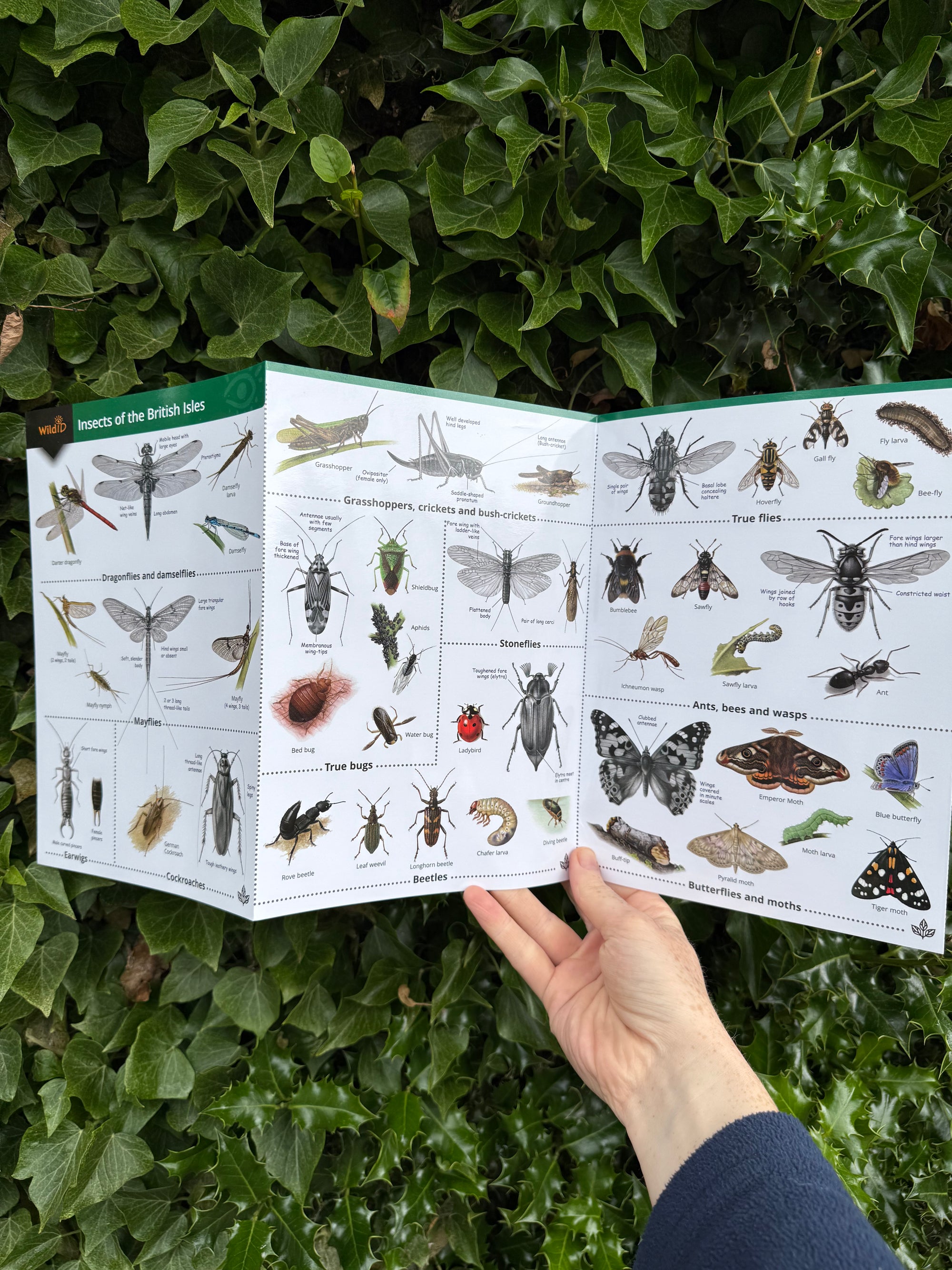 Britishcommenn Inspring Insects Insects of the British Isles ID Guide – Outdoor Learning Resources