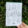 Mammal Tracks and Signs ID Guide
