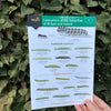 Caterpillars ID Guide