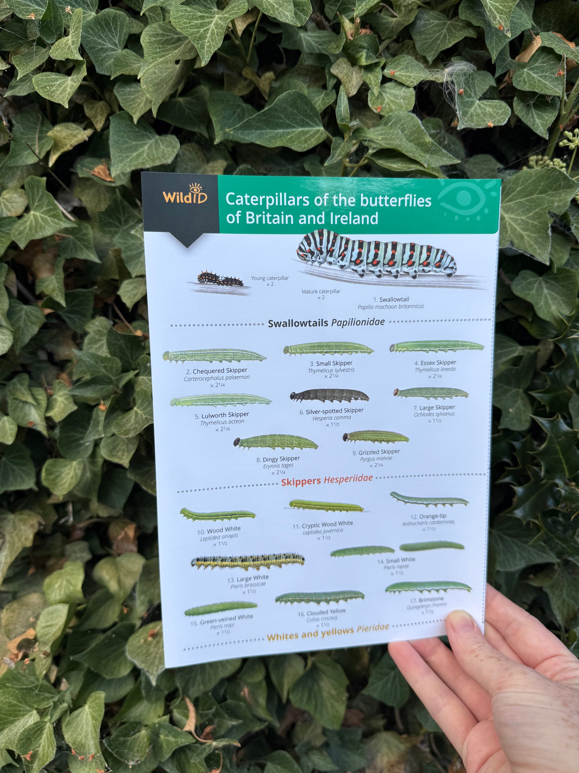 Caterpillars ID Guide