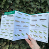 Caterpillars ID Guide