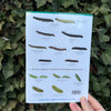 Caterpillars ID Guide