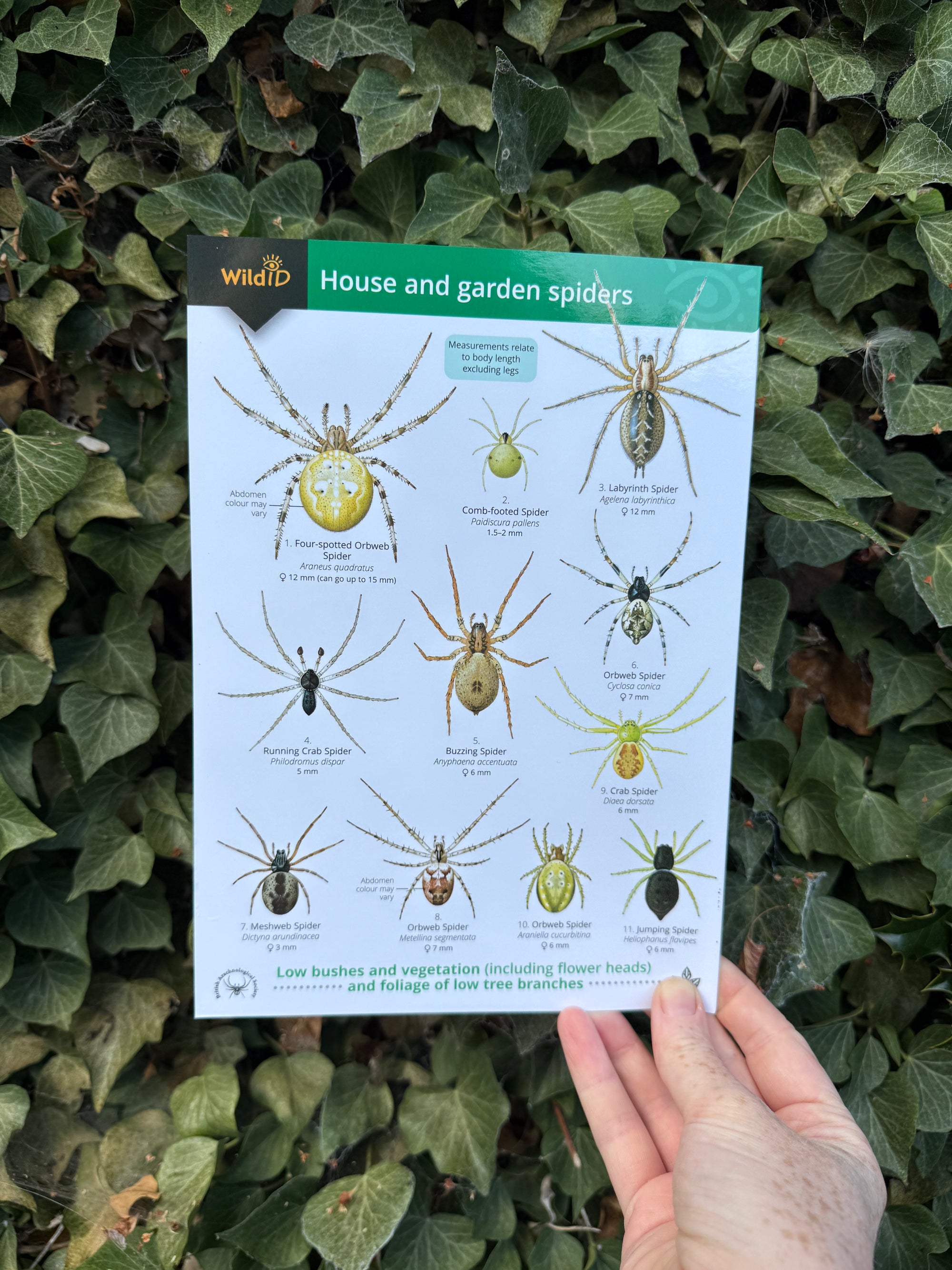 House and Garden Spiders ID Guide