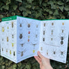 House and Garden Spiders ID Guide