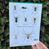 House and Garden Spiders ID Guide
