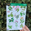 Hedgerows ID Guide