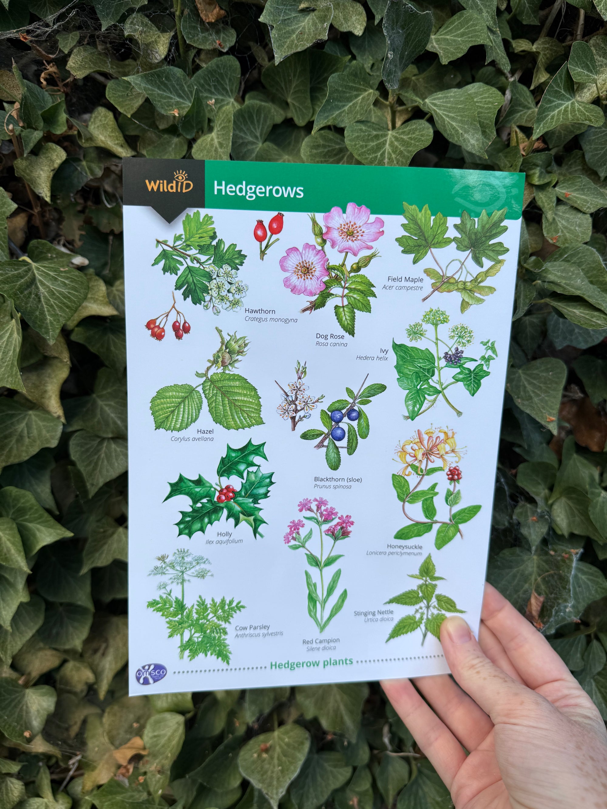 Hedgerows ID Guide