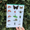 Hedgerows ID Guide