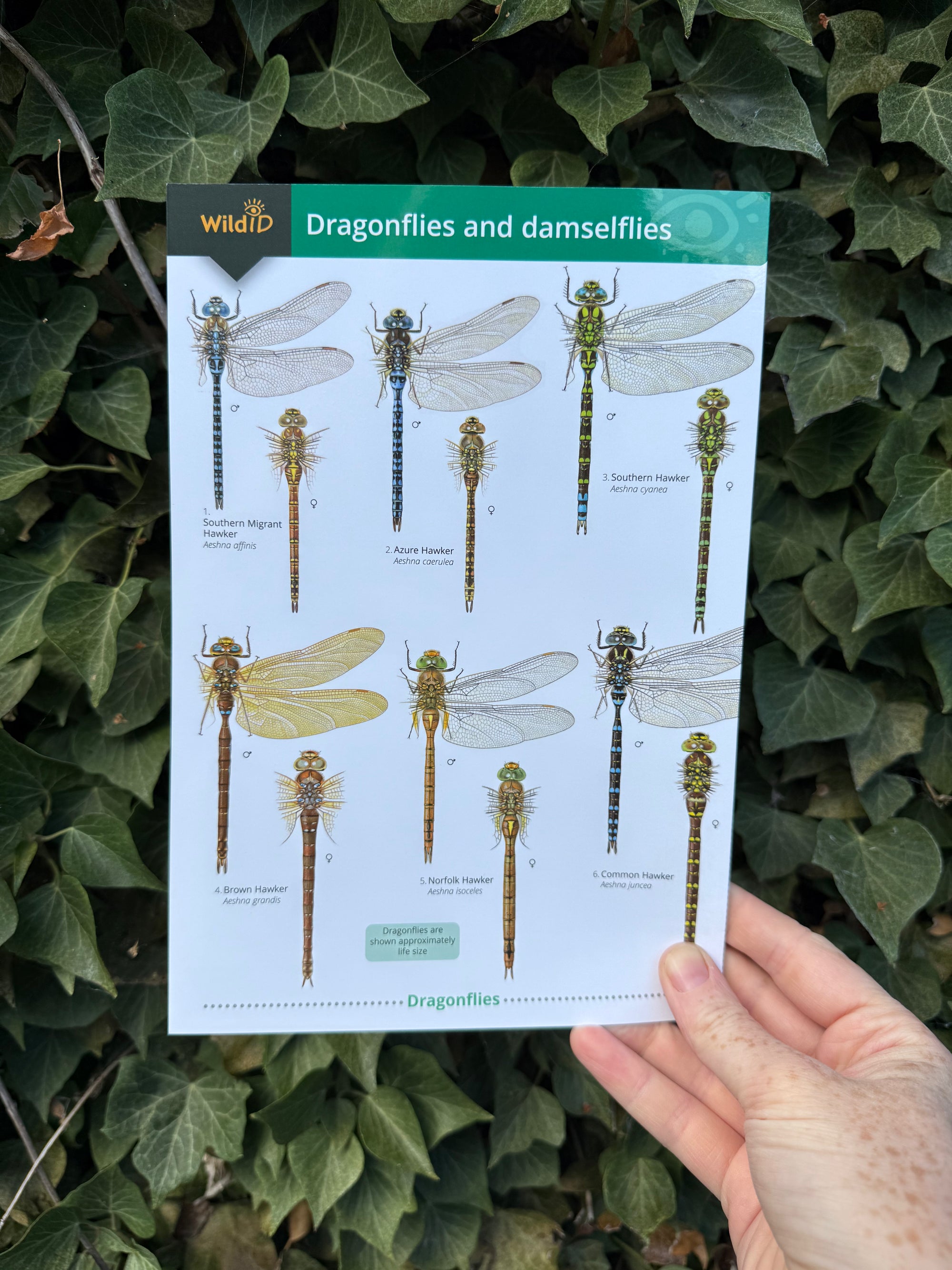 Dragonflies and Damselflies ID Guide