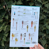 Dragonflies and Damselflies ID Guide