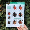 Ladybirds ID Guide