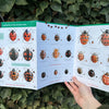 Ladybirds ID Guide