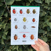 Ladybirds ID Guide